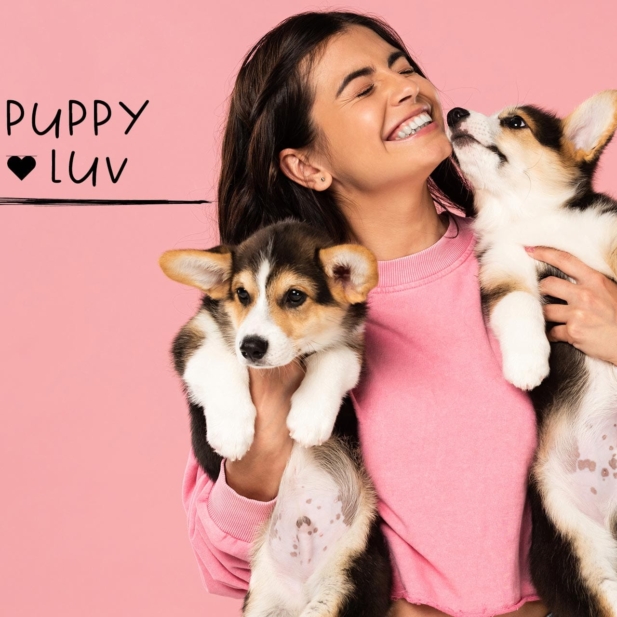 home-page-feature-puppy