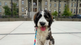 private-dog-training-helena-mt