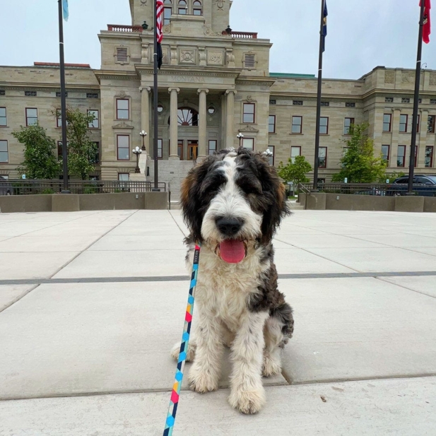 private-dog-training-helena-mt