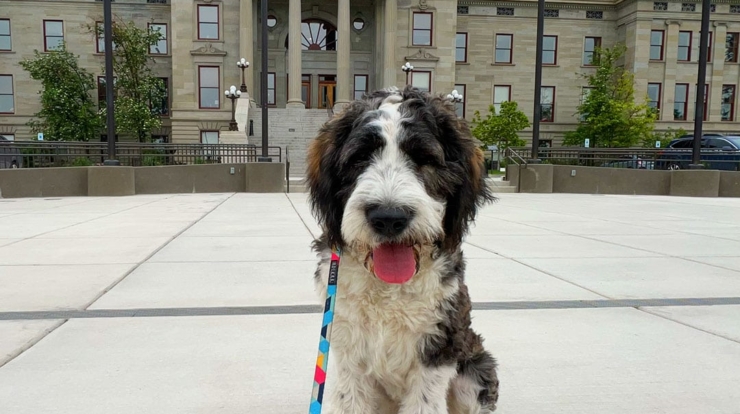 private-dog-training-helena-mt