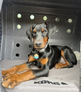 Tater Tot Casserole helper at Bark 4 Joy Dog Training