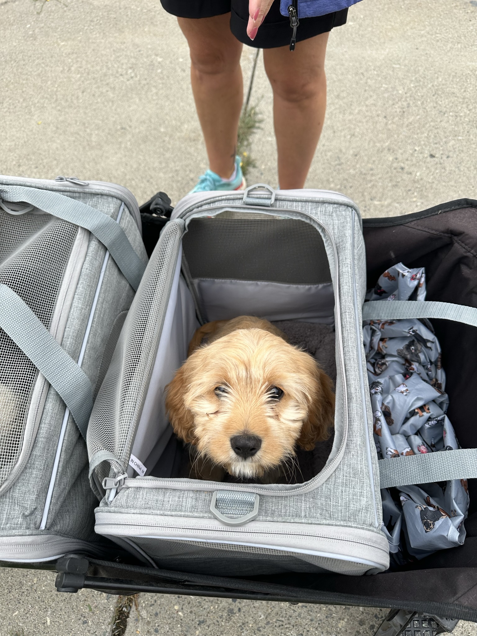 Flight preparation for young puppy at Helena Farmer's Market