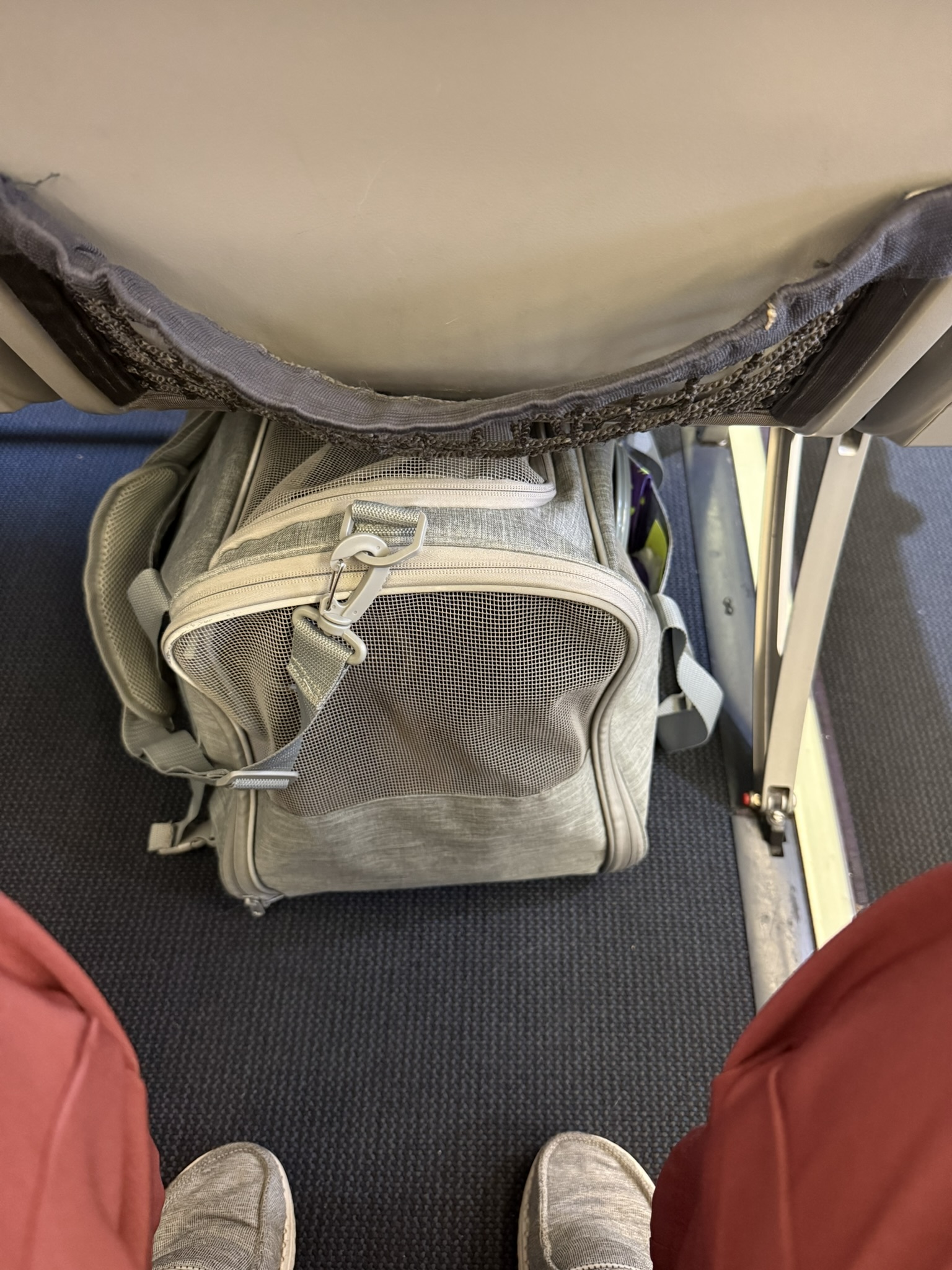 Tater, Madie Brustkern's puppy, lays in a carrier on a flight from Portland to Bozeman, Montana.